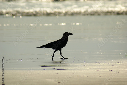 bird walking along the ocean
