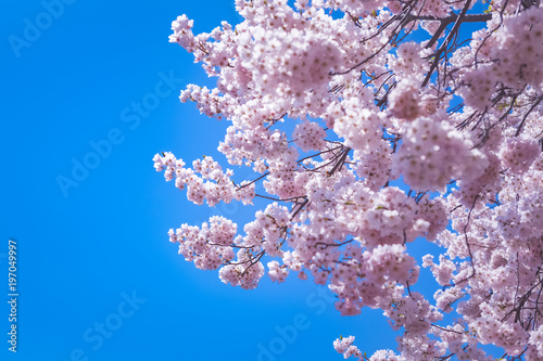 Pink Cherry Blossom Trees