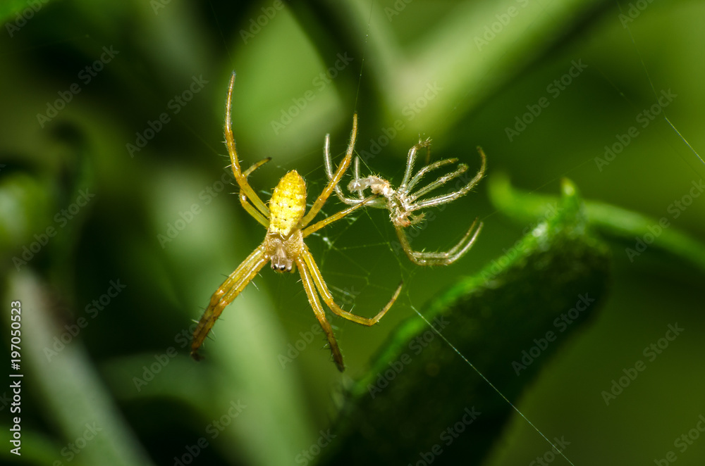 wonderful and fascinating macro world wonderful and fascinating macro world
