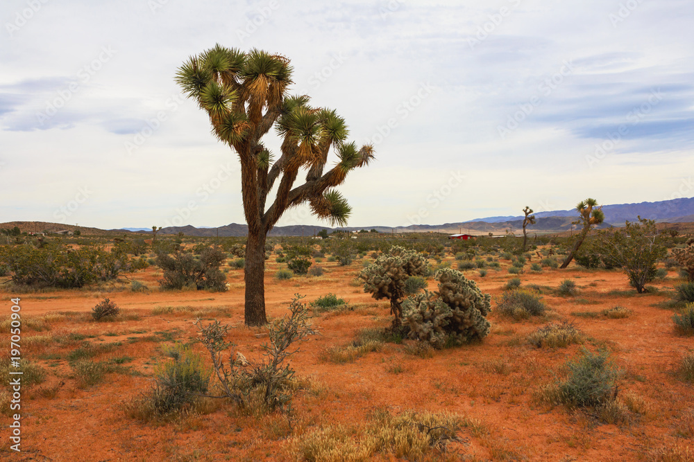 Joshua Tree National Park, California, United States. Joshua Tree National Park, California, United States.