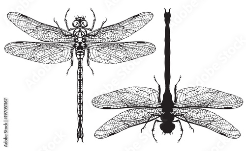 Two black and white vector realistic dragonflys close up top view isolated on white background