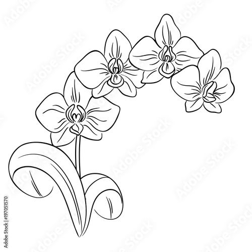 vector contour orchid flower bouquet  symbol coloring page