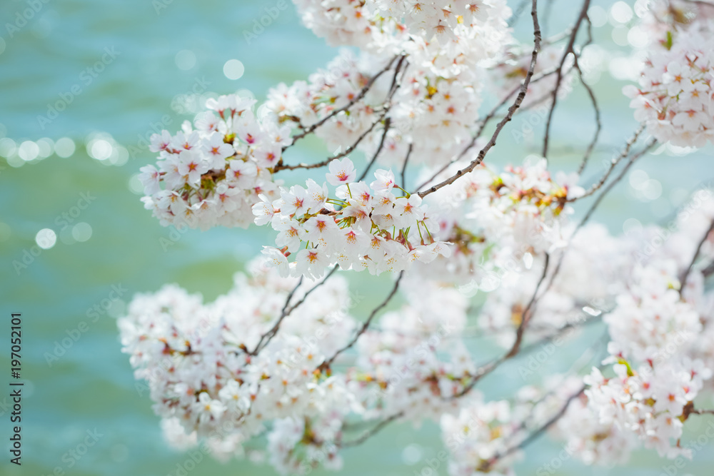 White Cherry Blossoms Trees White Cherry Blossoms Trees