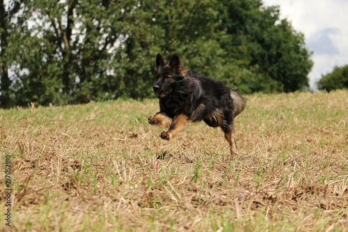 deutscher schäferhund rennt über ein gepflügtes feld © Bianca
