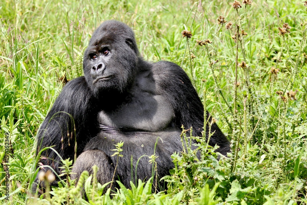 Naklejka premium Mountain Gorilla, Silverback, Virunga Mountain, Africa