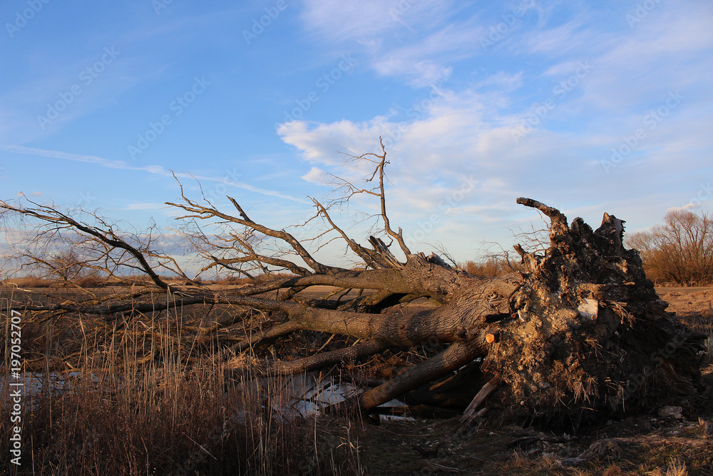 Fallen tree damaged by strong storm, landscape - sunny day in early spring