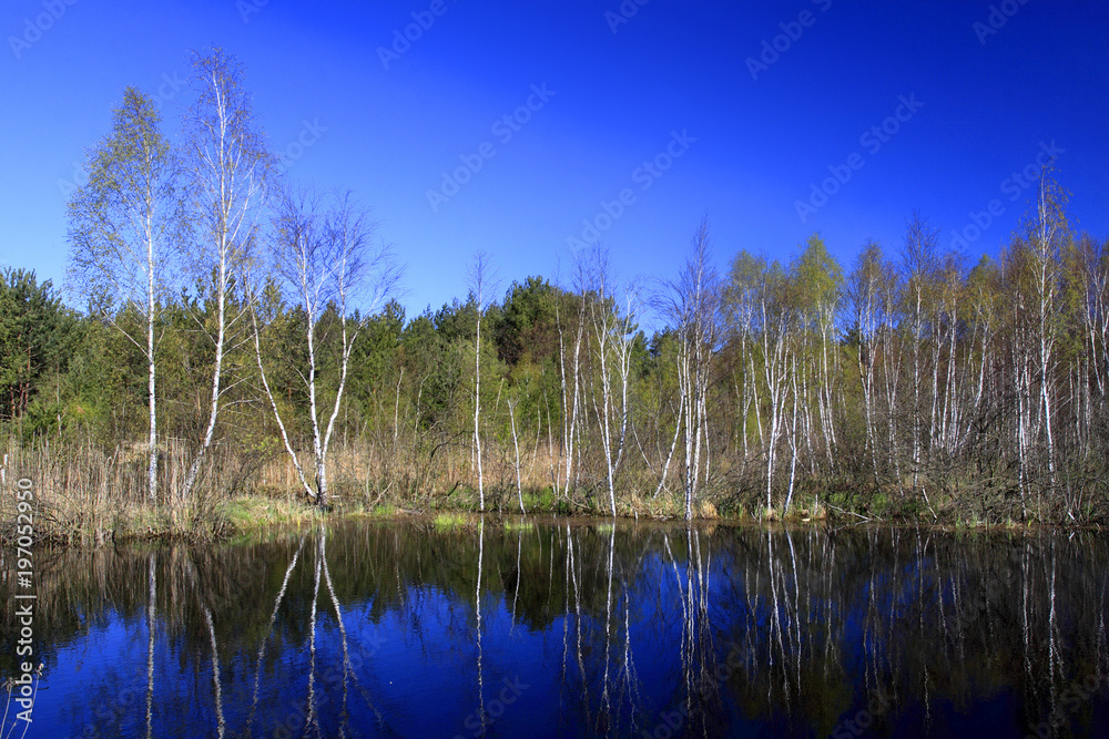 Panoramic view of trees and fields over peat bog and water reservoir within the Calowanie Moor geographical terrain in early spring season in central Poland mazovian plateaus near Warsaw