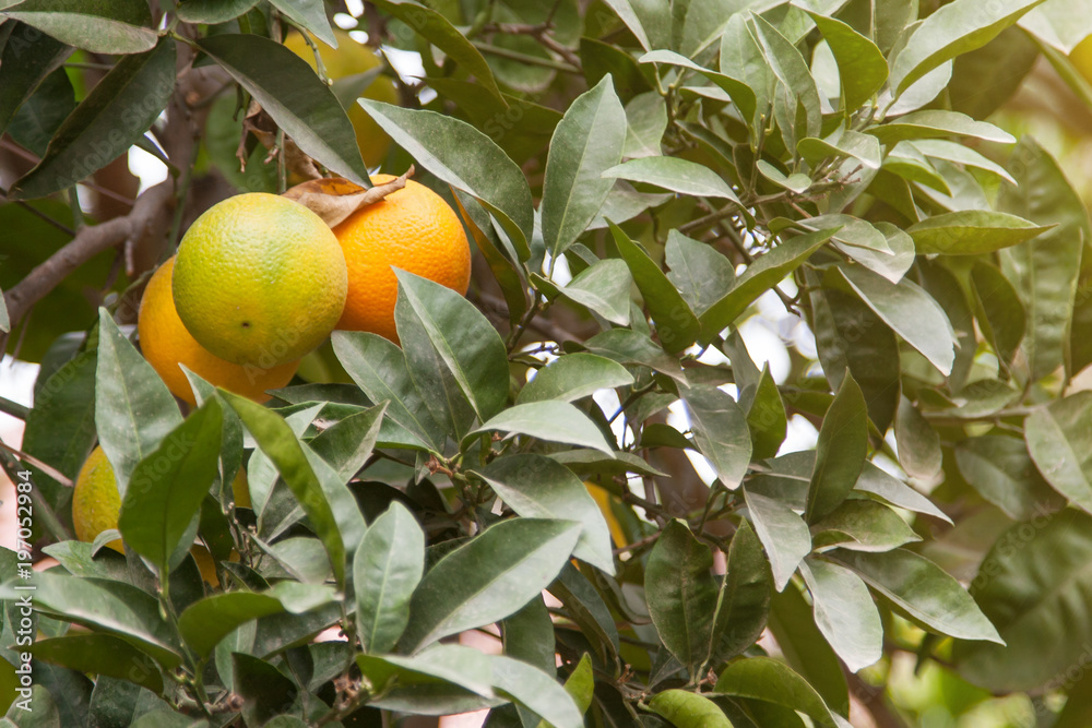 Ripening oranges on a branch