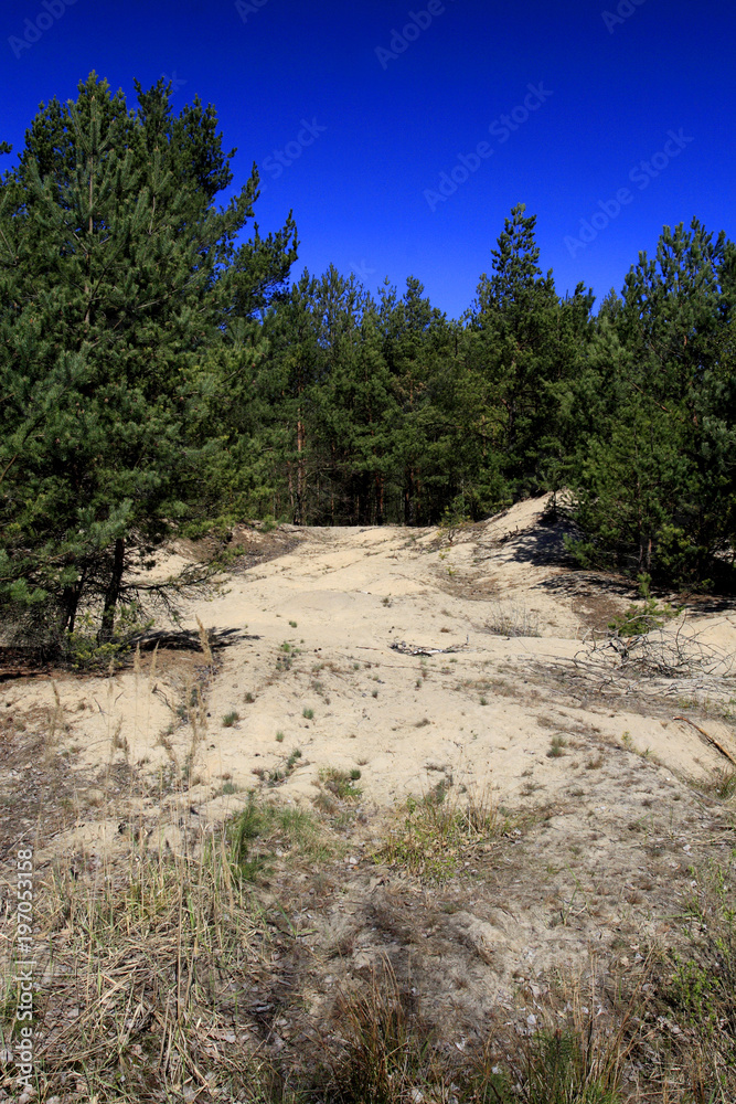 Panoramic view of forest sand dunes over peat bog within the Calowanie Moor geographical terrain in early spring season in central Poland mazovian plateaus near Warsaw Panoramic view of forest sand dunes over peat bog within the Calowanie Moor geographical terrain in early spring season in central Poland mazovian plateaus near Warsaw