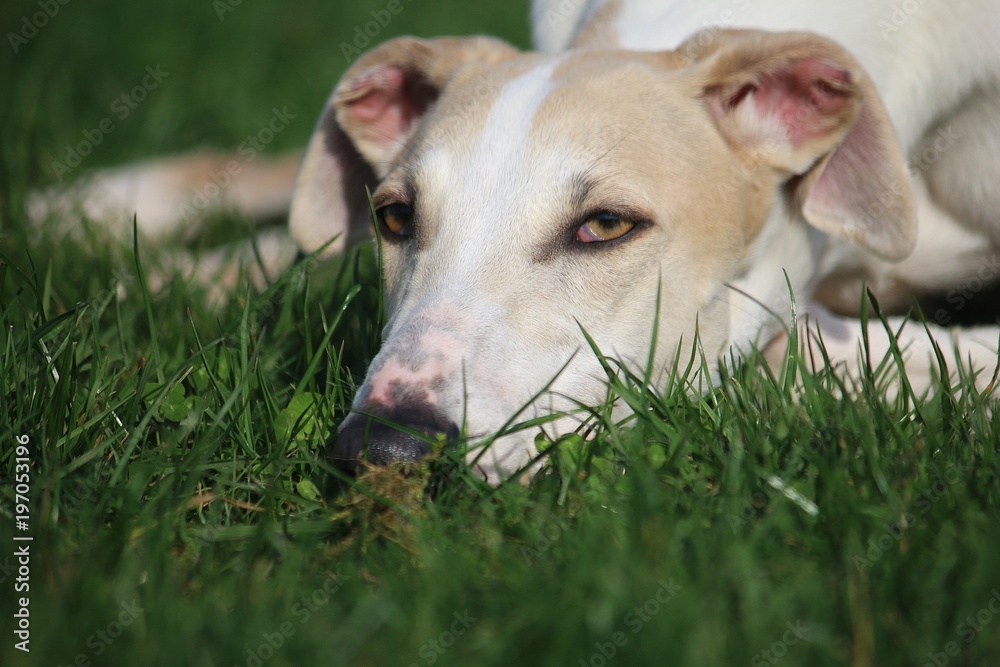 nahaufnahme von einem windhund der im gras liegt