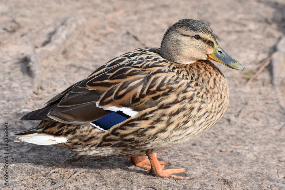 Closeup of a colorful female duck on a lake in Germany Closeup of a colorful female duck on a lake in Germany