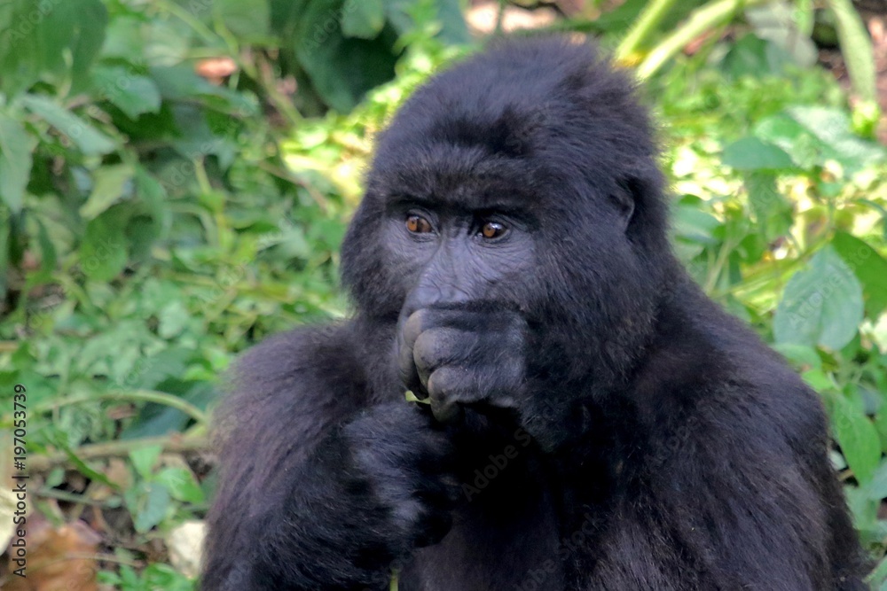 Mountain Gorilla, Portrait, Virunga Mountain, Africa Mountain Gorilla, Portrait, Virunga Mountain, Africa