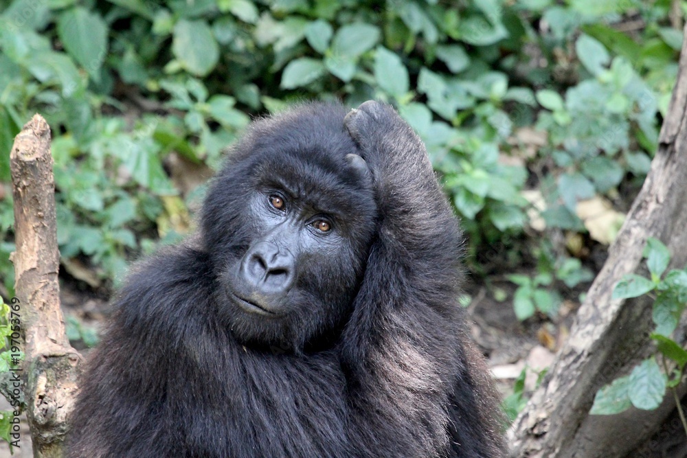 Mountain Gorilla, Portrait, Virunga Mountain, Africa Mountain Gorilla, Portrait, Virunga Mountain, Africa