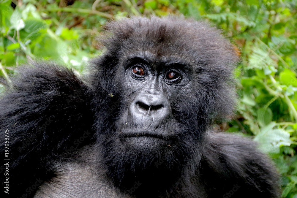 Mountain Gorilla, Portrait, Virunga Mountain, Africa
