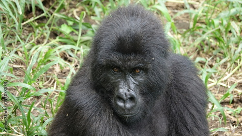 Mountain Gorilla, Portrait, Virunga Mountain, Africa