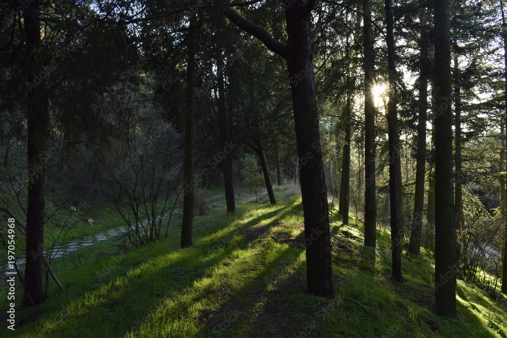 Fototapeta premium rayos solares en bosque