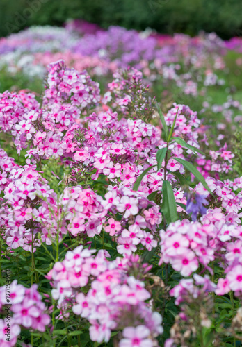 Flowers pink phloxes grow in the garden