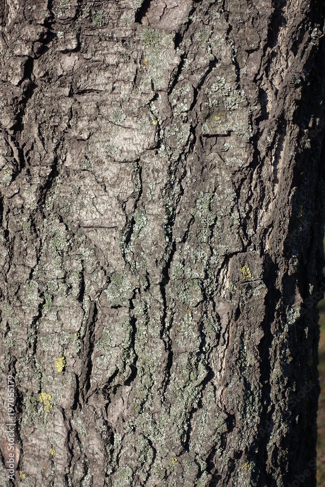 Texture dry bark of horse chestnut tree Texture dry bark of horse chestnut tree