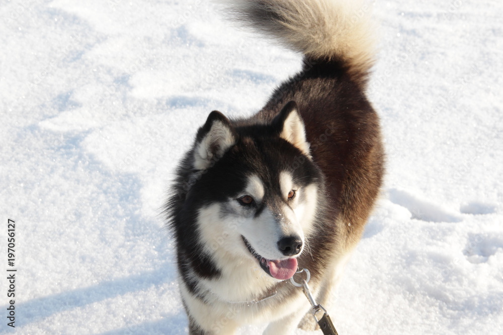 Beatiful siberian husky dog on frozen river against background of snow cover