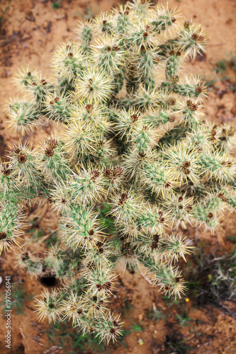Close up on cactus in Cholla Cactus Garden, Joshua Tree National Park, USA.