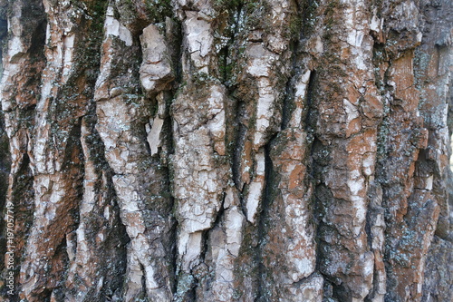 Surface of dry bark of black poplar photo