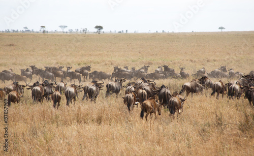 Great Wildebeest Herd © nothing3