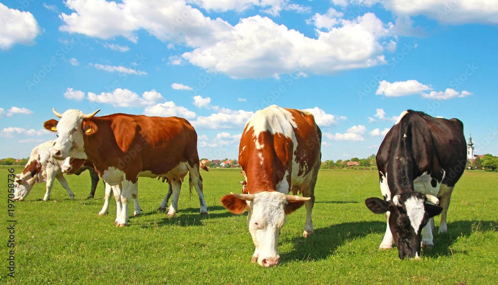 Cows grazing on pasture, landscape