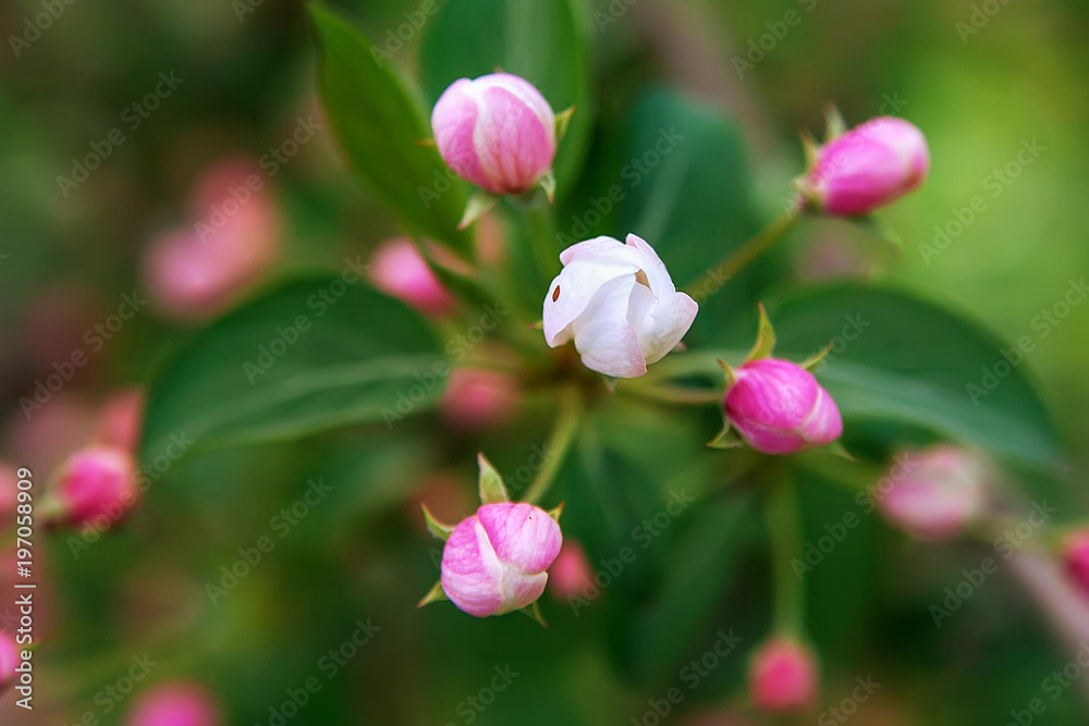 Apple blossoms are pink and white buds on a green background, a spring primrose