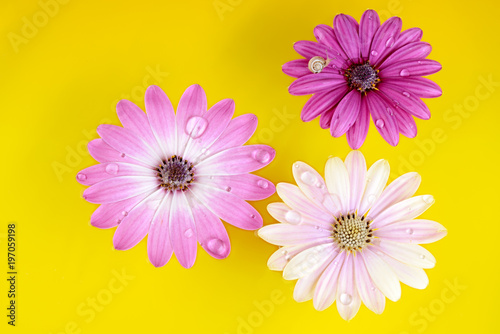 Three Osteospermum Daisy or Cape Daisy flowers