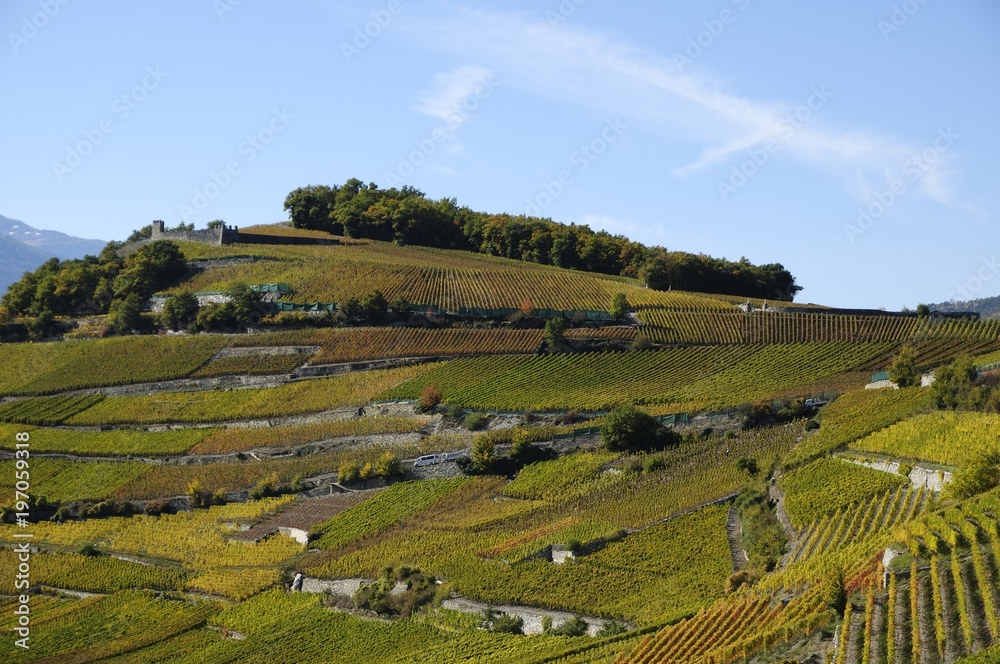 Vignoble à Miège, Valais, Suisse