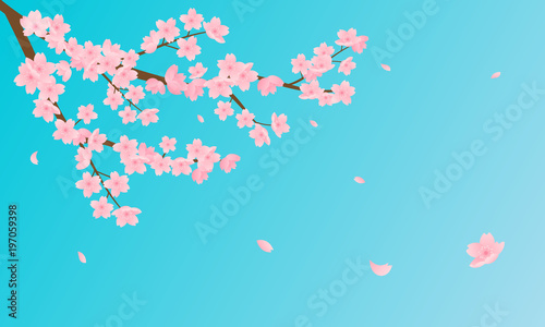 Cherry Blossom vector illustration. Pink Sakura branch with petals falling against bright blue sky background.