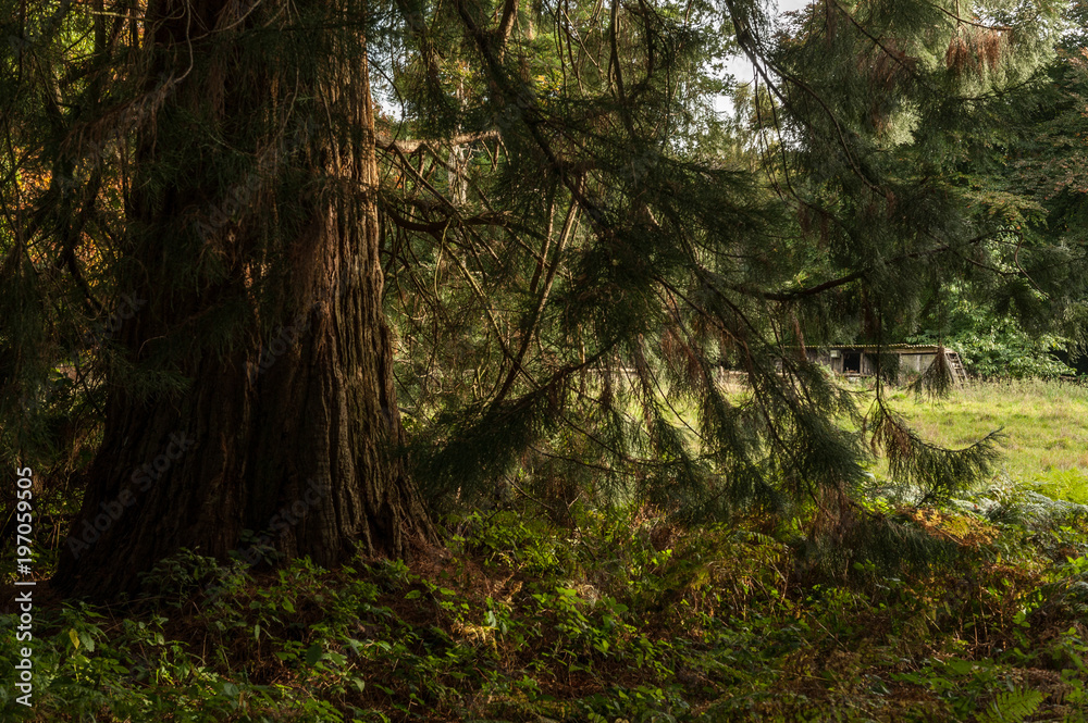 Autumn forest in Hampshire pine trees Autumn forest in Hampshire pine trees