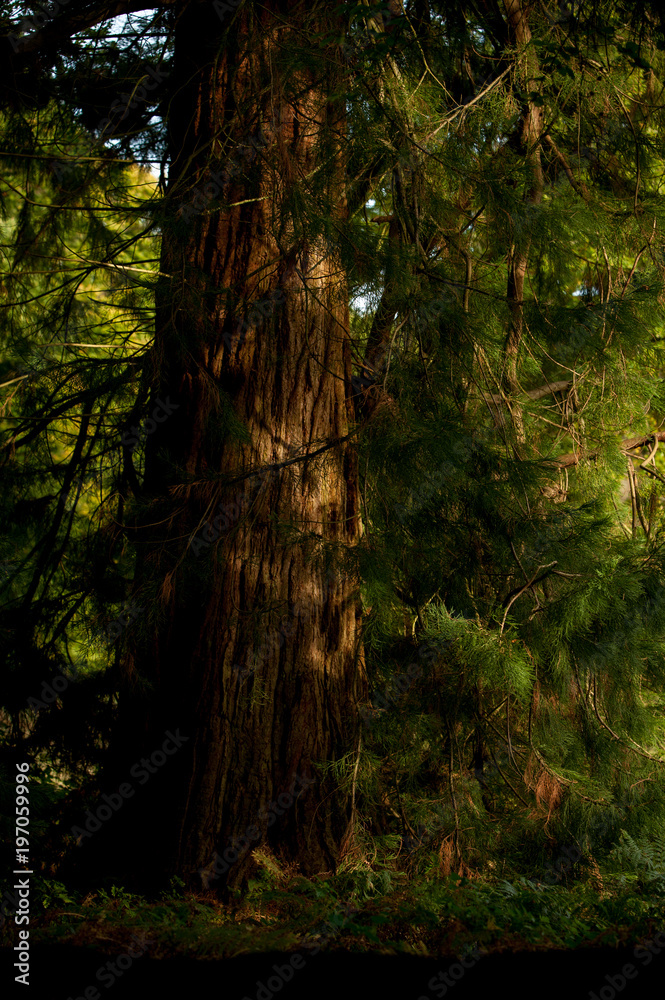 Fototapeta premium Autumn forest in Hampshire pine trees