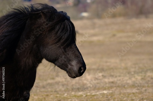 Icelandic horse pony