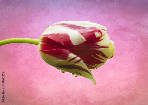 Red Tulip