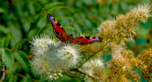 Flowering fern and butterfly
