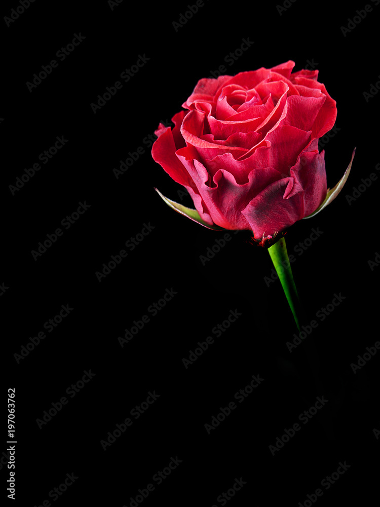 one bud red rose close up on black background one bud red rose close up on black background