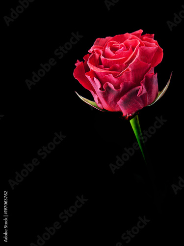 one bud red rose close up on black background