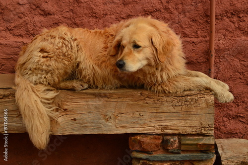 Lovely Golden Dog Resting On A Bench In A Picturesque Village With Black Slate Roofs In Madriguera. Animals Holidays Travel Rural Life. October 21, 2017. Madriguera Segovia Castilla Leon. Spain.