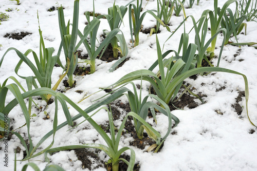 Leeks