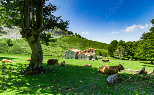 Cows on Monte Gorbea on a sunny day, Spain photo
