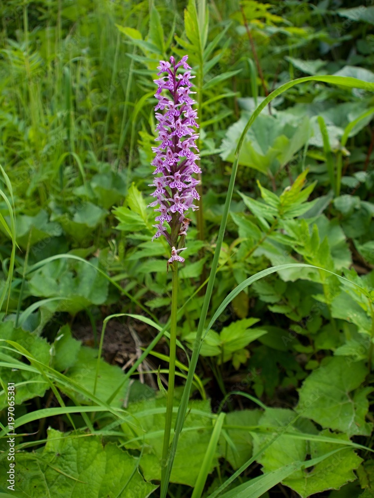 The wild mountain orchid, early-purple orchid