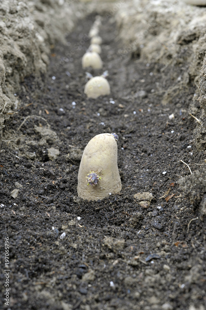 Potatoes
