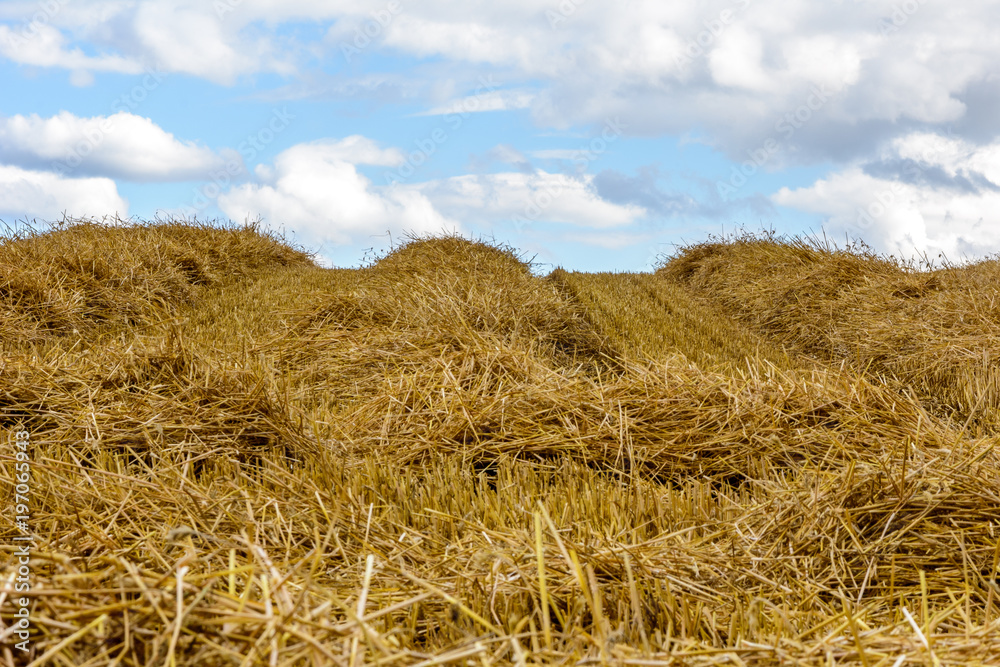 harvested fields with straw