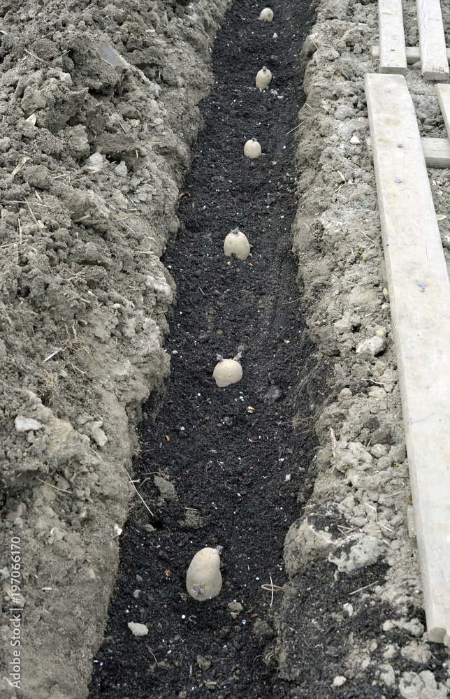 Potatoes