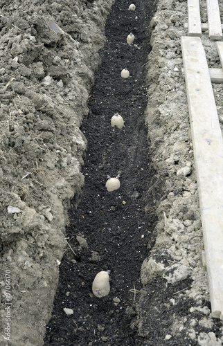 Obraz na płótnie Potatoes w salonie