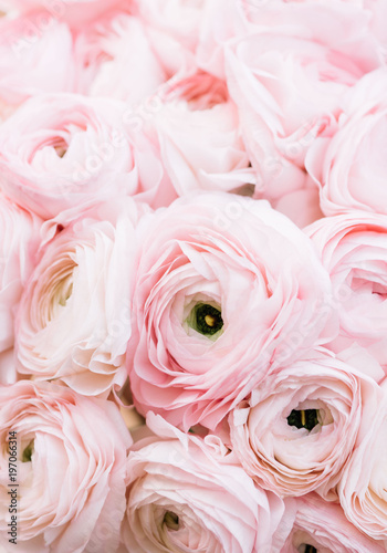 Beautiful blossoming pink ranunculus flower vertical texture