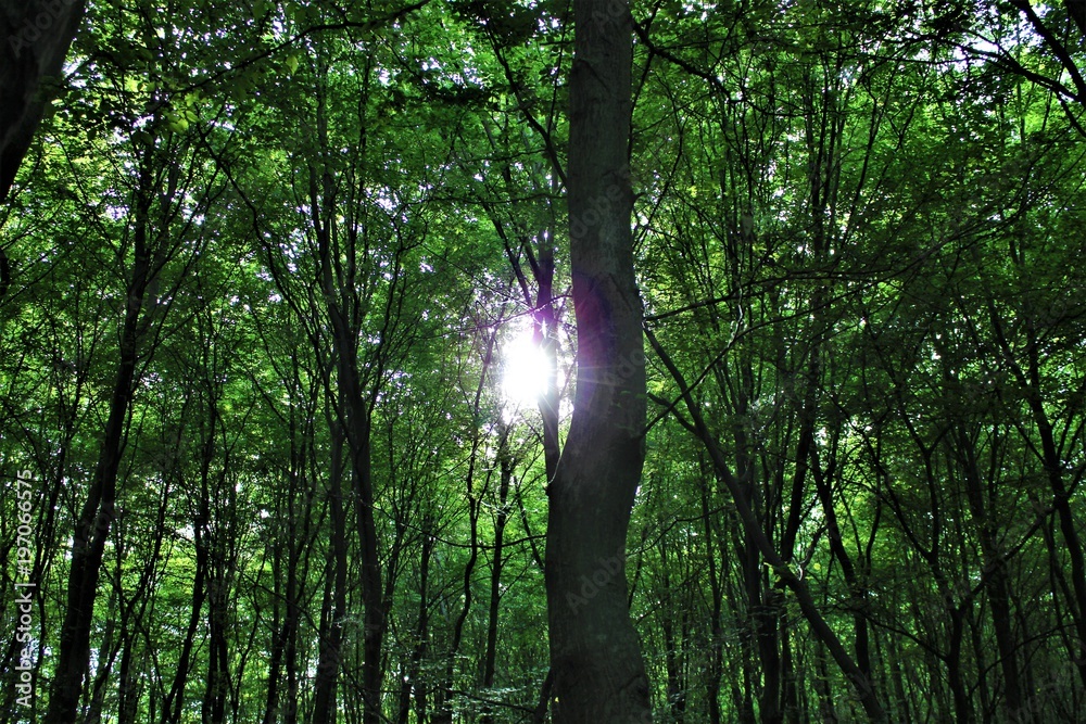 Obraz premium sunlight permeates the leaves of the forest