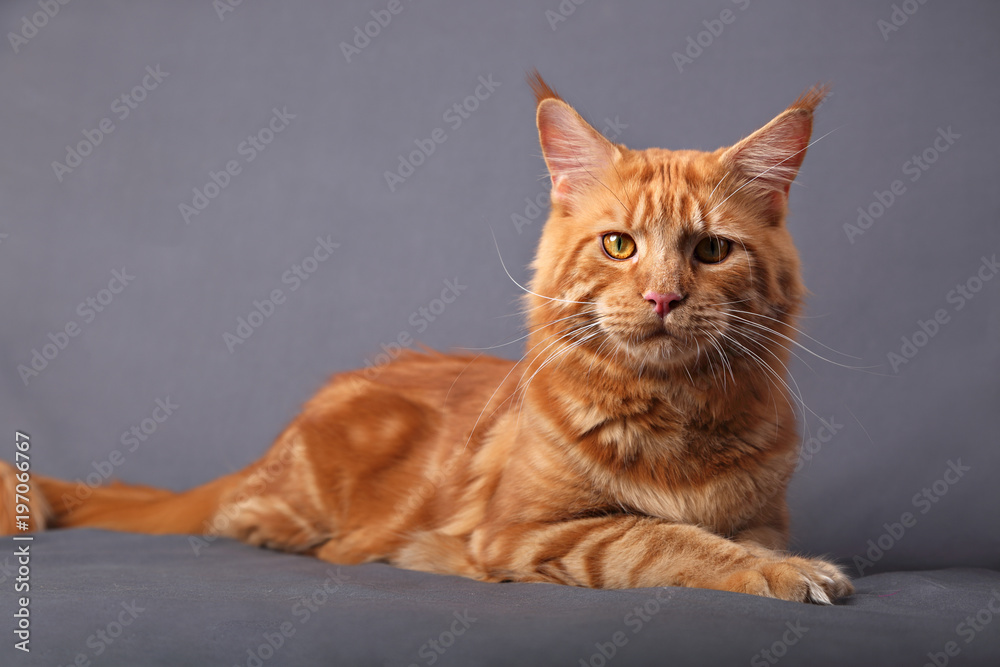 Male red solid maine coon cat lying with beautiful brushes on the ears on grey background. Closeup portrait.