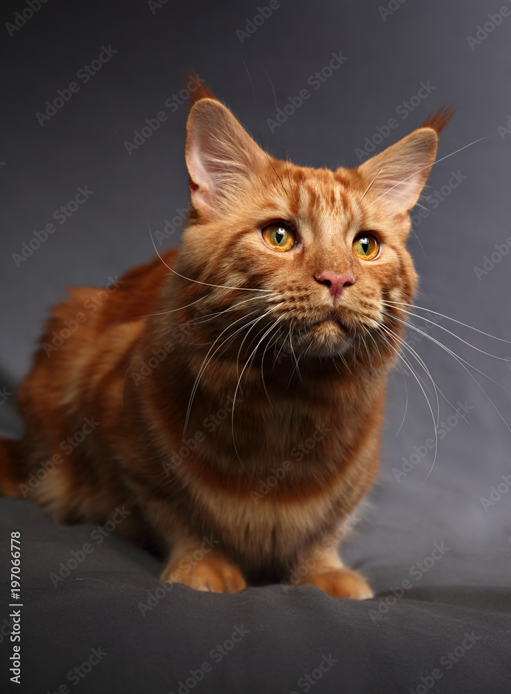 Male red solid maine coon cat with beautiful brushes on the ears with curious serious look on grey background. Closeup contast portrait.